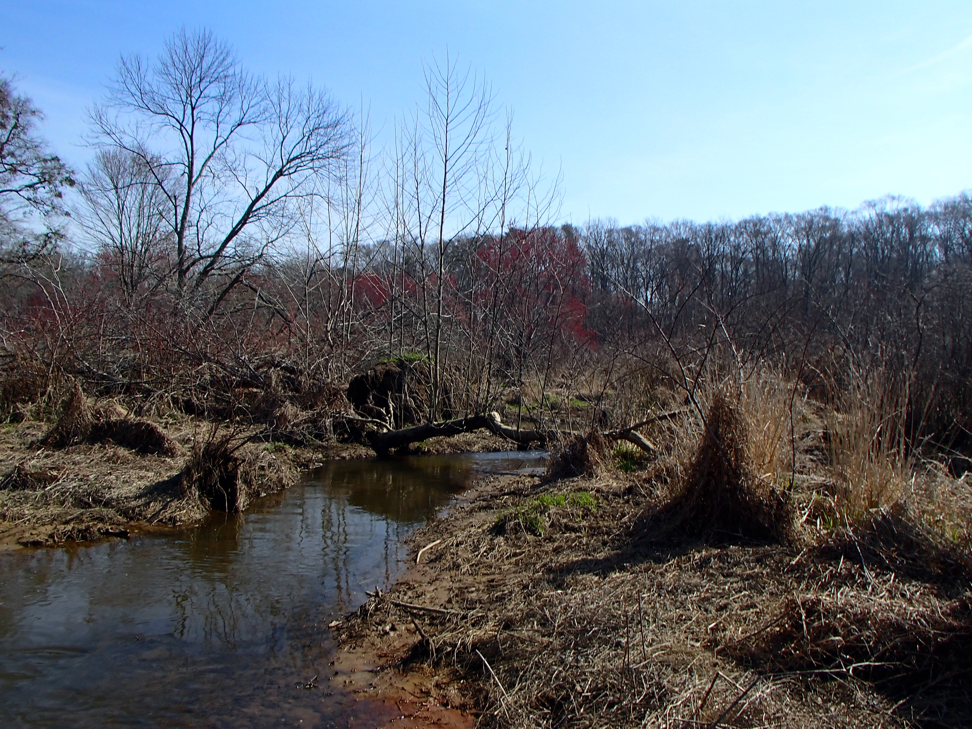 Field photo showing stream conditions at site LANG-204-R-2016_Midpoint upstream